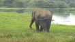 elefante