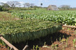 Tabakplantage, Nicotiana