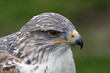 Königsrauhfussbussard