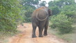 elefante in mezzo alla strada