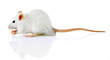 funny little rat with food, isolated on white