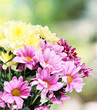 Bouquet of beautiful chrysanthemums on bright background