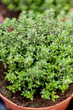 frischer aromatischer thymian in töpfen