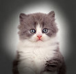 Foto: Close-up Of A Kitten Close-up Of A Kitten