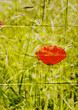 paper poppy