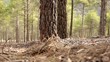 Video: bosque desenfoque extremo hojas y ramas bosque desenfoque extremo hojas y ramas