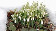Snowdrops in winter snow