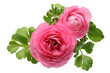 Pink Persian Buttercup Flower