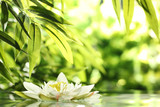 water lily