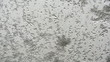 Snow melting on window