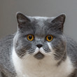 Britisch Kurzhaarkatze macht große Augen
