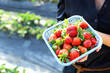 Fresh picked strawberry