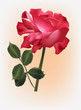 single red rose with green leaves