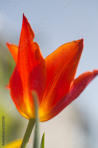 Photo: tulipano tulipano