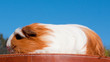 cobaye de race shelty