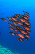 School of Fish: Crescent-tailed Bigeyes