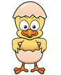 Vector: Vector illustration of Chick in Egg Vector illustration of Chick in Egg