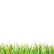 Green Grass