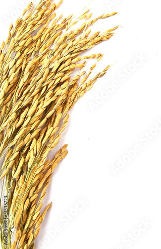 Photo: Wheat isolated on white background Wheat isolated on white background