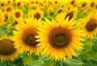 Photo: Sunflowers Sunflowers