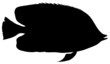 Meeresfisch Silhouette