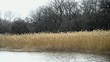 Video: Reeds at the edge of a calm river Reeds at the edge of a calm river