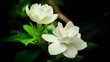 Gardenia flower blooming timelapse