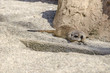 Suricate lying in sand