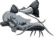 nice catfish