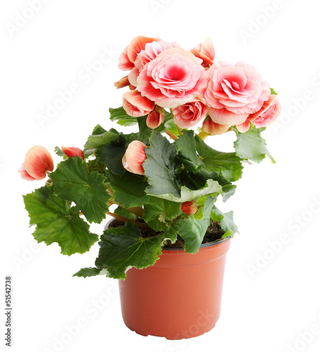 Photo: pink begonia pink begonia