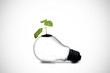 Plant on light bulb