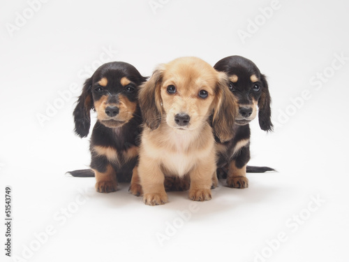 Photo: 3匹のミニチュアダックスの子犬 3匹のミニチュアダックスの子犬