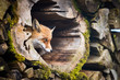 Red Fox (Vulpes vulpes)