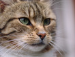 Photo: Cat Cat