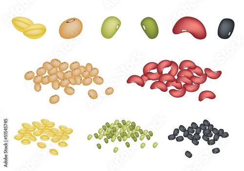 Vector: Set of Different Beans on White Background Set of Different Beans on White Background