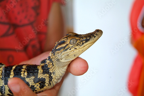 Photo: bébé alligator, Louisiane bébé alligator, Louisiane