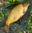 Catching fish.  The common carp in a landing net.