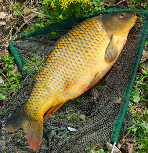 Photo: Catching fish. The common carp in a landing net. Catching fish. The common carp in a landing net.