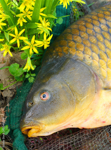 Photo: Catching fish. The common carp in a landing net. Catching fish. The common carp in a landing net.