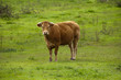 Vaca