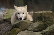 Polarwolf