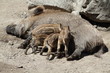 Wild boar suckling