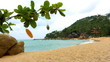 Tropical beach and developing branch in the wind