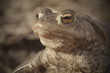 Frogs