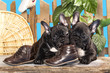 french bulldog puppies