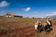 Cuban farmer plows his field with two oxen