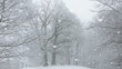 Falling snow in a winter landscape
