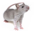 a little grey rat