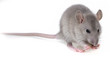 a little grey rat eating something