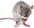little mouse hidingher muzzle